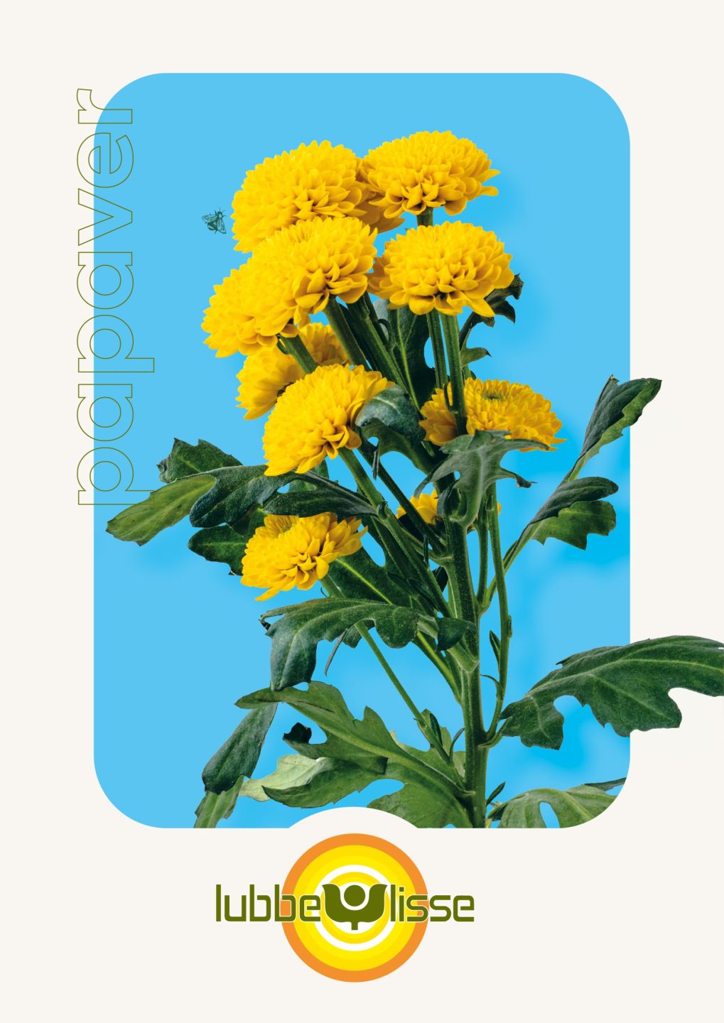 Branding logo huisstijl promotie flyer folder brochure stand event beurs design Lubbe Lisse uit Lisse door merkversterkend reclamebureau Activates uit Sassenheim Teylingen Bollenstreek